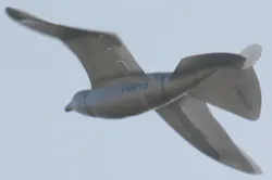 Through its Smart Bird program, Festo expects to learn from nature's principals to transfer its strategy of efficiency to automa Through its Smart Bird program, Festo expects to learn from nature's principals to transfer its strategy of efficiency to automa