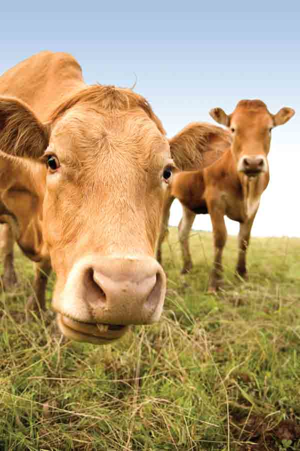 Aw 4328 Ier Arla10