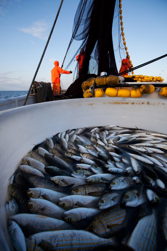 Fish Fresh Off the Boat and Into ERP