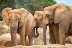 Elephants at New York Zoo Elephants at New York Zoo