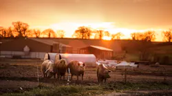 Stop Counterfeiting Straight From the Farm