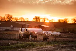 Stop Counterfeiting Straight From the Farm