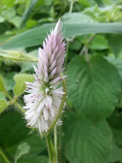Beautiful wildflower