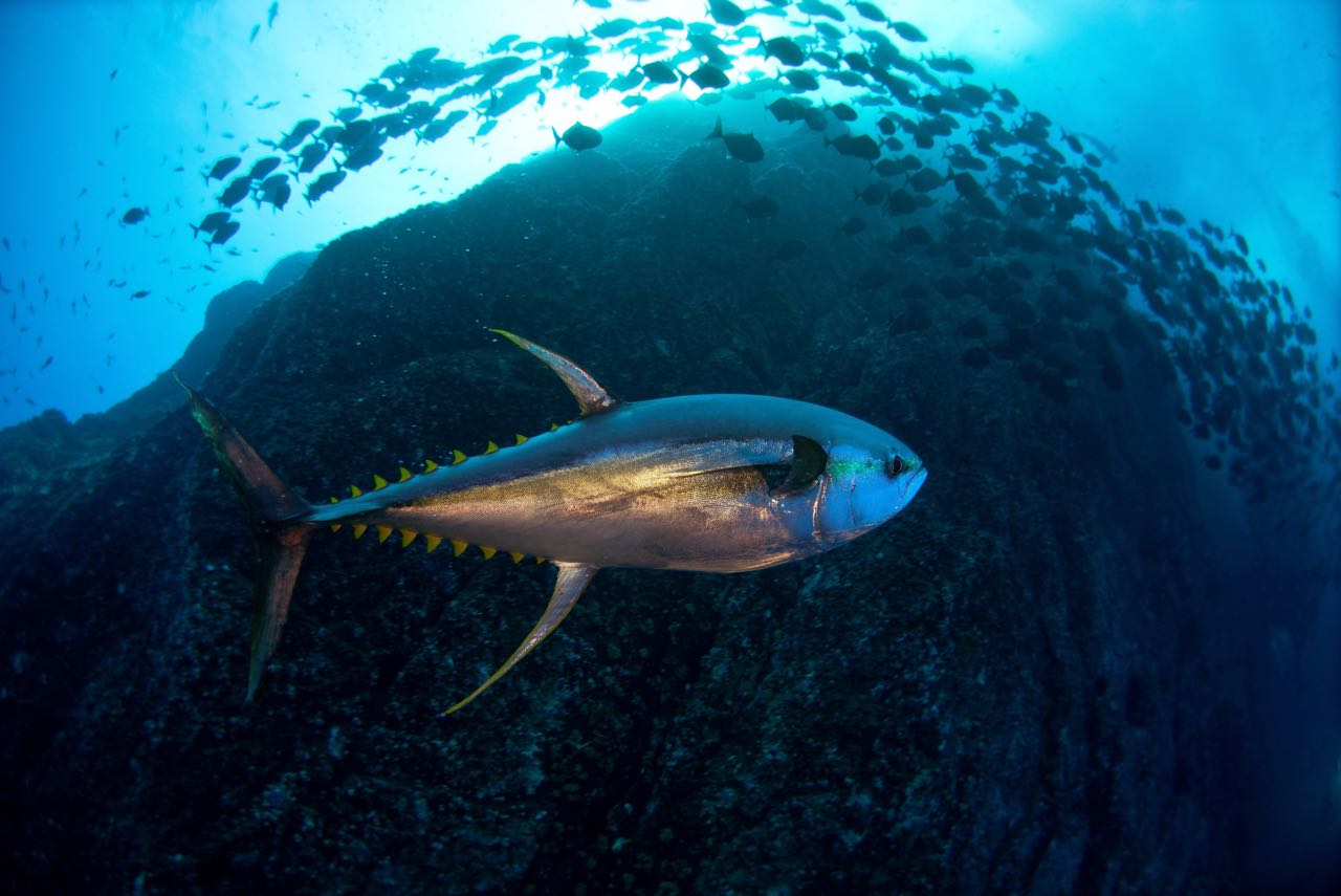 Bumble Bee Uses Blockchain to Track Tuna