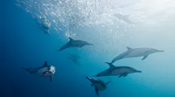 Getty Images Dolphins