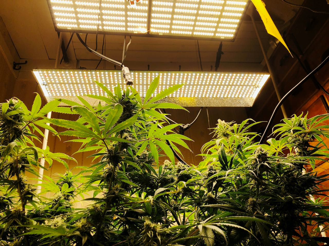 Molecular tagging and blockchain keep cannabis safe across the supply chain.