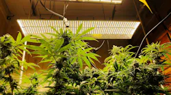 Molecular tagging and blockchain keep cannabis safe across the supply chain. Molecular tagging and blockchain keep cannabis safe across the supply chain.