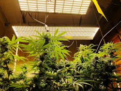 Molecular tagging and blockchain keep cannabis safe across the supply chain. Molecular tagging and blockchain keep cannabis safe across the supply chain.