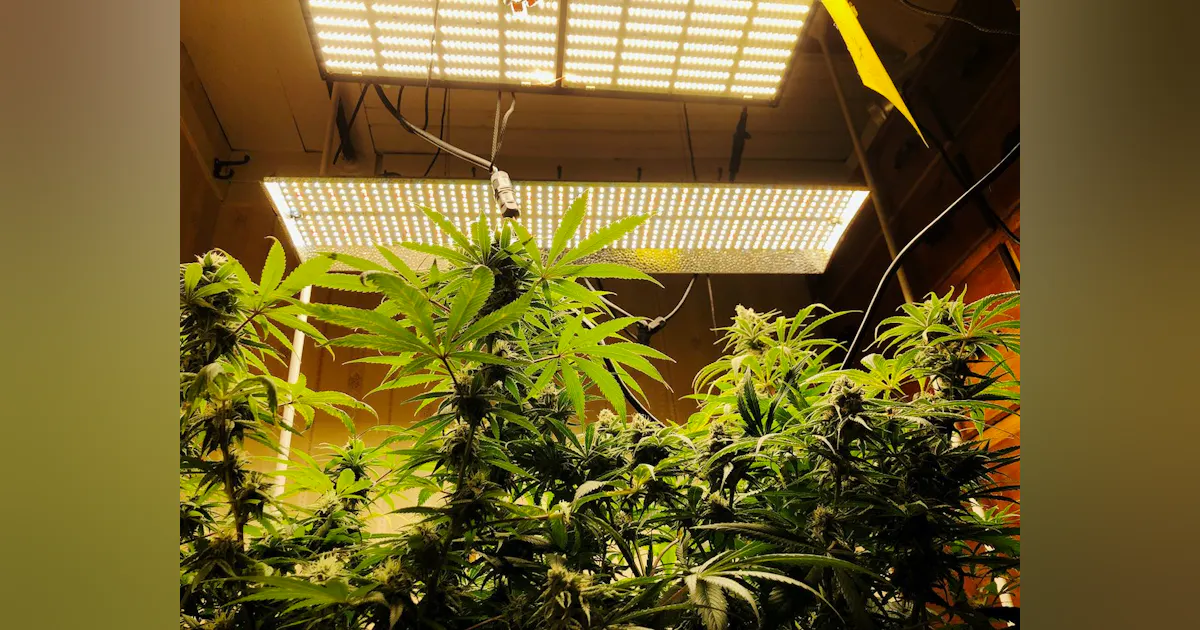 Shweed Keeping Cannabis Safe Across the Supply Chain | Automation World