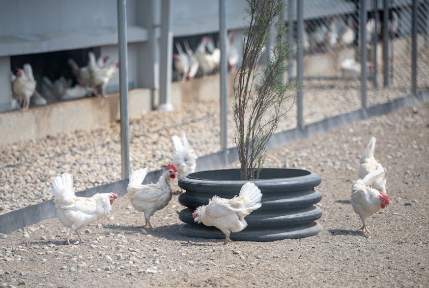 MPS is focused on better animal welfare, reducing food waste and cutting carbon emissions to achieve carbon-neutral egg production. Photo: Jared Christiansen. Source: ABB